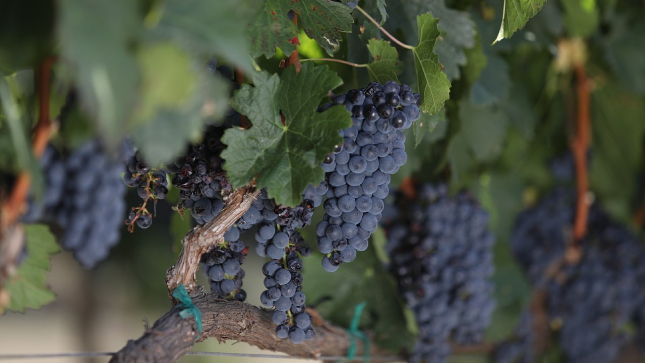 Viñedos de Guanajuato se integran a la ruta del vino